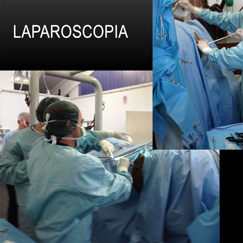 Clinica equina Villafranca | Chirurgia non Ortopedica